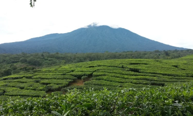Kebun Teh Mitra Kerinci