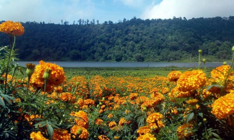 Ladang Bunga Marigold Bali