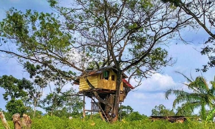 Rumah Pohon “Jomblo”