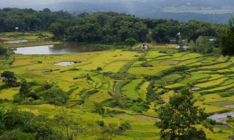 Hamparan Sawah Toraja