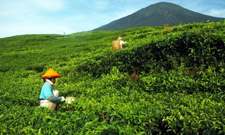 Kebun Teh Lereng Dempo
