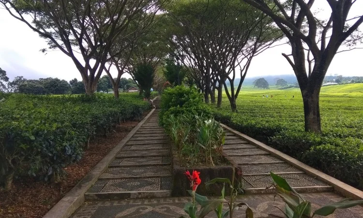 Tangga Seribu Pagar Alam