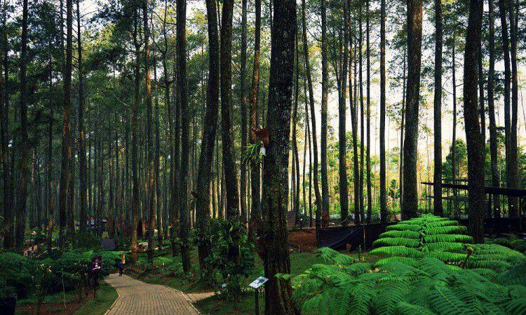 Akomodasi yang Disediakan Orchid Forest Lembang