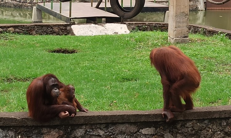 Bercengkrama dengan Orang Utan Kalimantan
