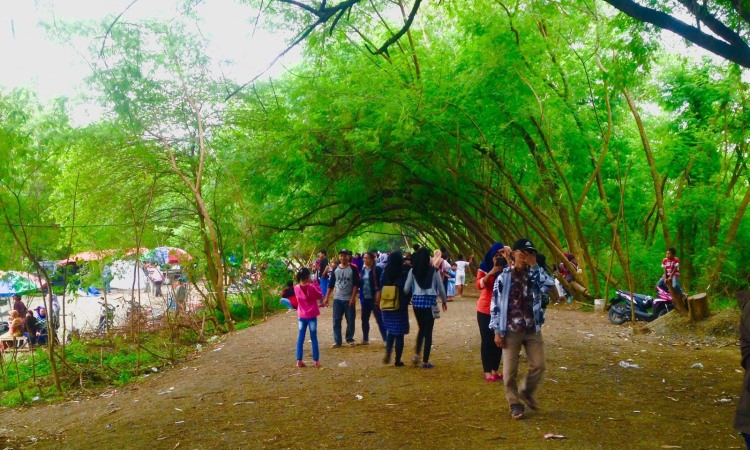 Harga Tiket Masuk Wisata Pohon Miring