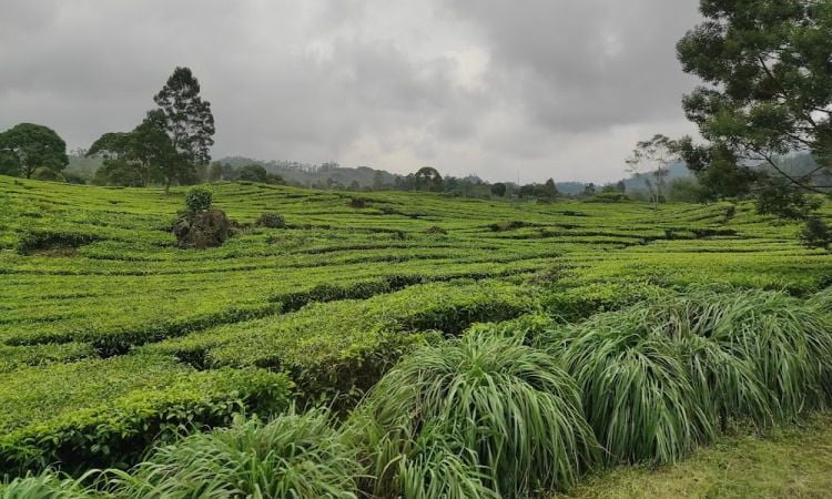 Legenda Kampung Cai Ranca Upas