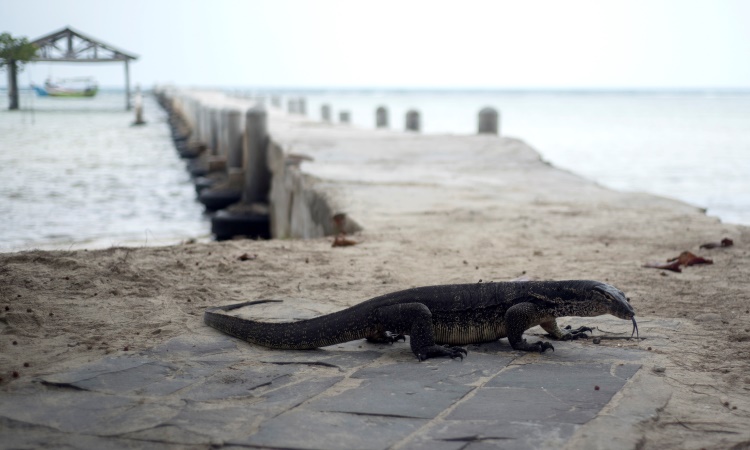 Letak & Keunikan dari Pulau Biawak
