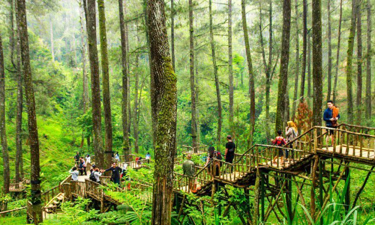 Lokasi dan Cara Menuju Orchid Forest Lembang