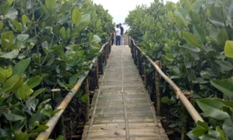Pantai Wisata Mangrove