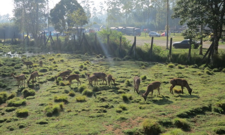 Penangkaran Rusa di Ranca Upas Ciwidey