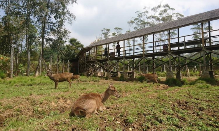 Penangkaran Rusa di Ranca Upas Ciwidey
