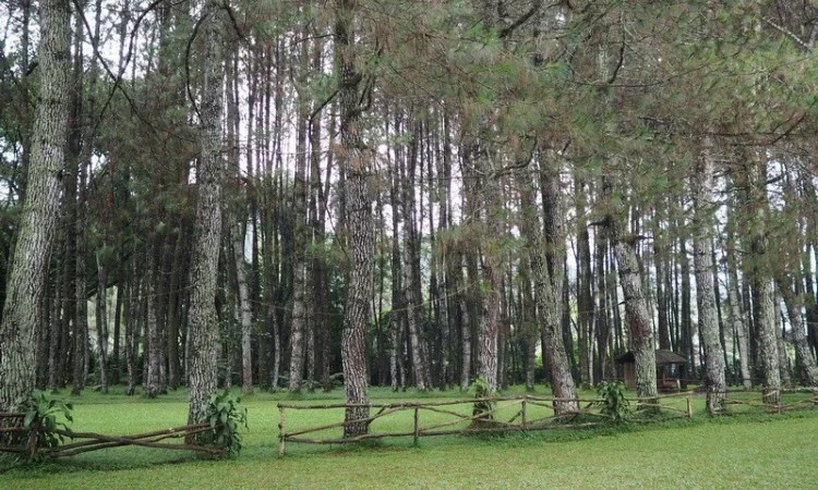 Pine Hill Cibodas Lembang
