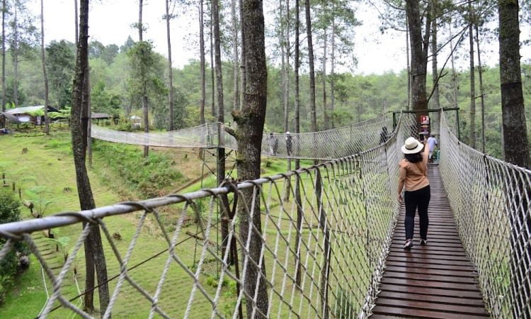 Sky Bridge Orchid Forest Lembang