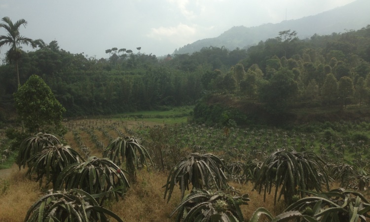Harga Tiket dan Harga Durian di Warso Farm