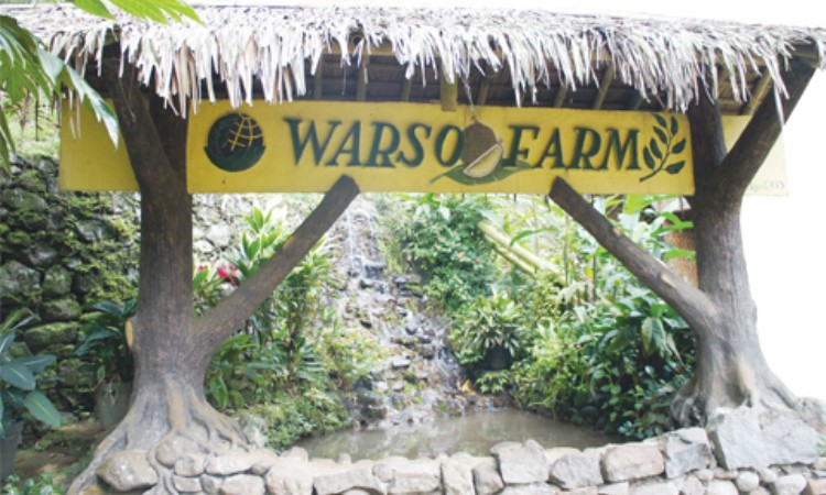 Sekilas Tentang Wisata Kebun Durian Warso Farm