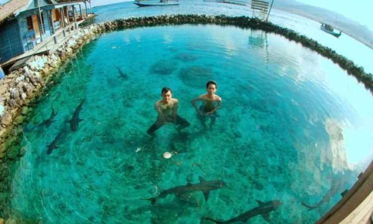 Berenang Bersama Ikan Hiu