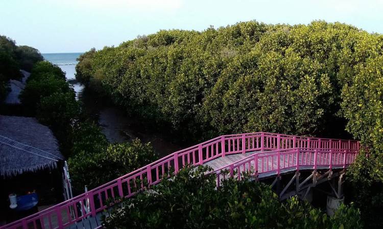 Hutan Mangrove Jembatan Merah