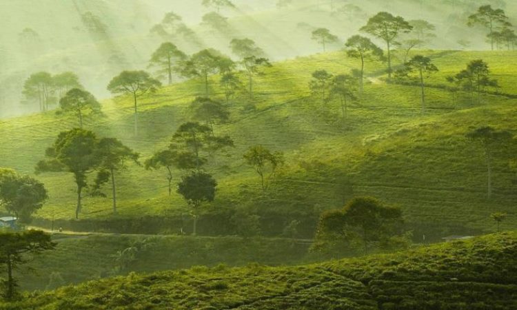 Perkebunan Teh Kemuning