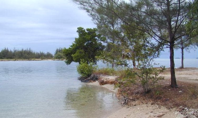 Hutan Bakau di Pantai Marina
