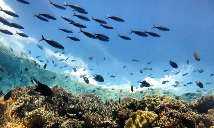 Keindahan Bawah Laut Taman Nasional
