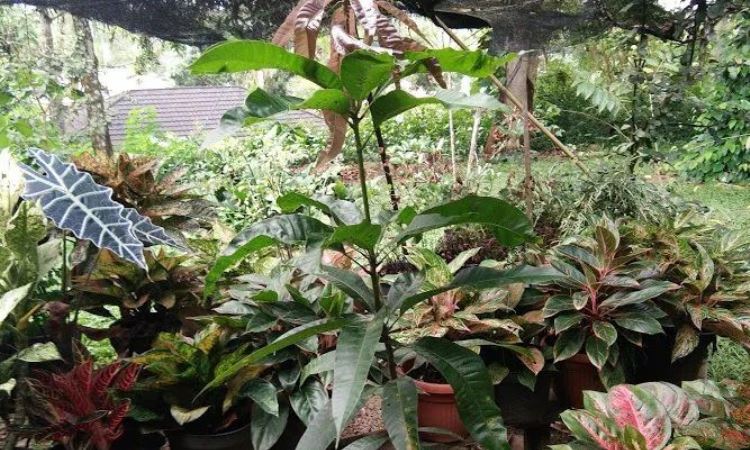 Keunggulan Taman Cibodas