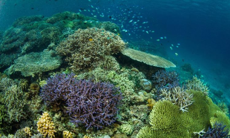 Taman Nasional Bunaken, Surga Bawah Laut