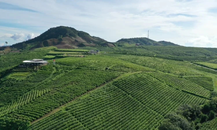 Tentang Kebun Teh Malino Highland