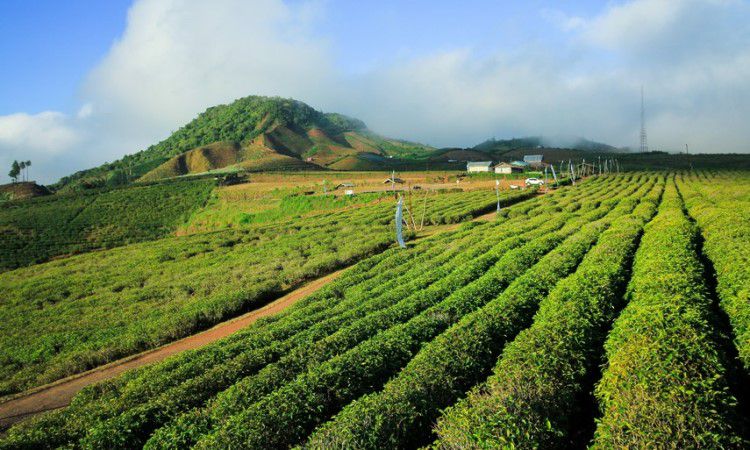 Tentang Malino Highland
