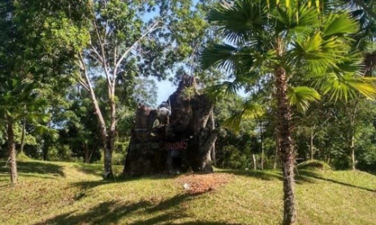 Tiket Masuk Taman Cibodas