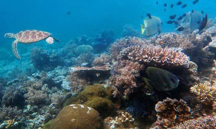 Daya Tarik Pulau Sangalaki