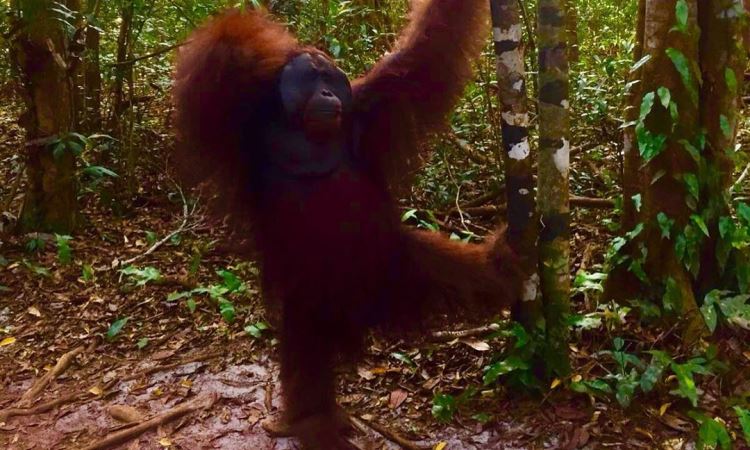 Daya Tarik Taman Nasional Sebangau