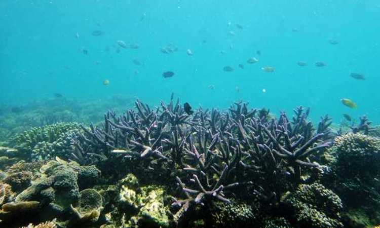 Daya Tarik Wisata Pulau Samalona