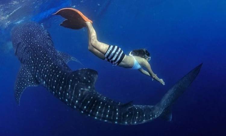 Kegiatan di Pulau Derawan