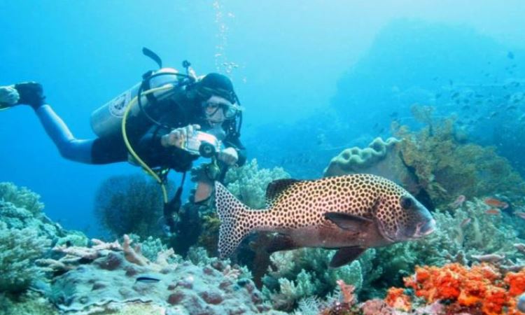 Kegiatan di Pulau Maratua