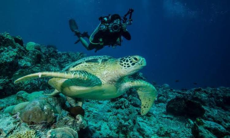 Kegiatan di Pulau Sangalaki