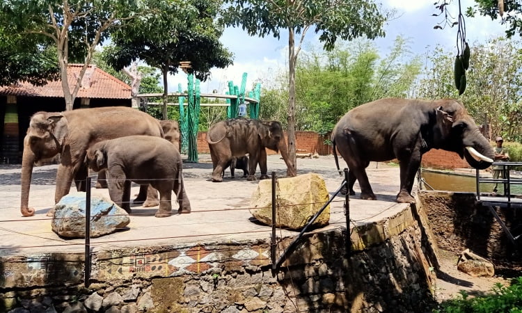 Daya Tarik Batu Secret Zoo