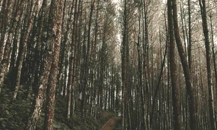 Daya Tarik Bukit Moko Bandung