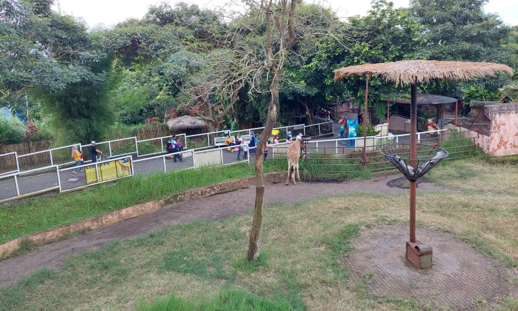 Kegiatan Kebun Binatang Batu