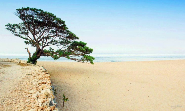 Daya Tarik Pantai Pok Tunggal