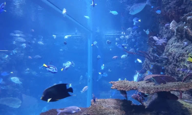 Jakarta Aquarium