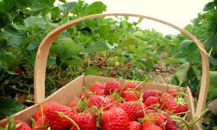 Kebun Strawberry Ciwidey