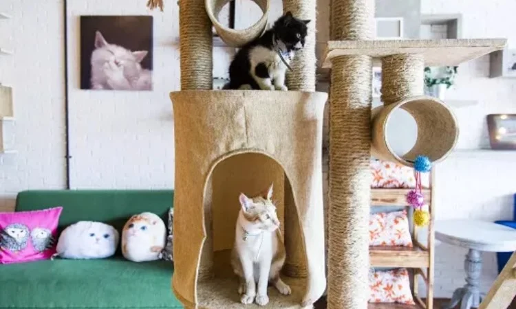 The Cat Cabin