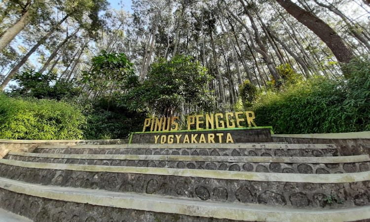 Alamat Hutan Pinus Pengger