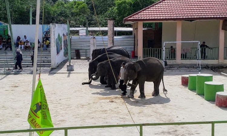 Daya Tarik Taman Nasional Way Kambas