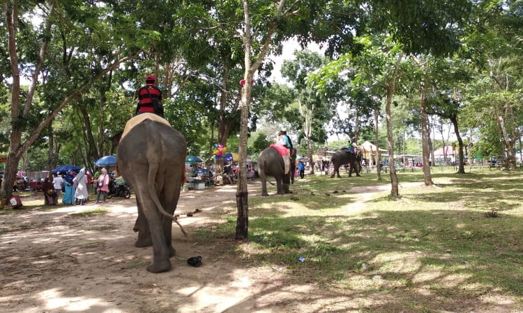 Kegiatan Taman Nasional Way Kambas