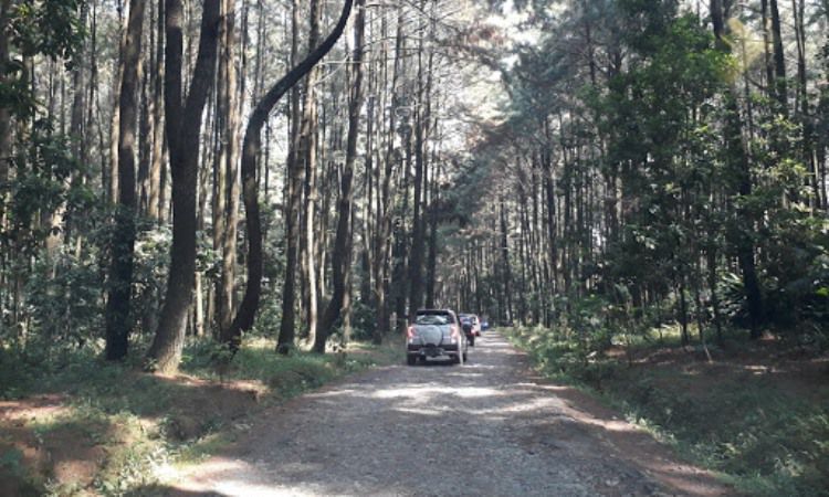 Alamat Hutan Pinus