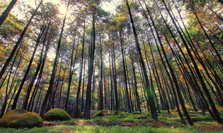 Daya Tarik Dimiliki Hutan Pinus