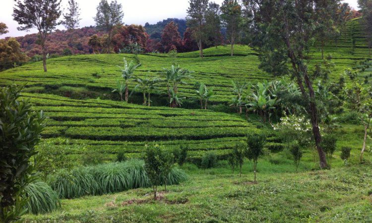 Daya Tarik Kebun Teh