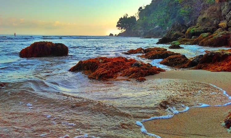 Daya Tarik Pantai Pangi
