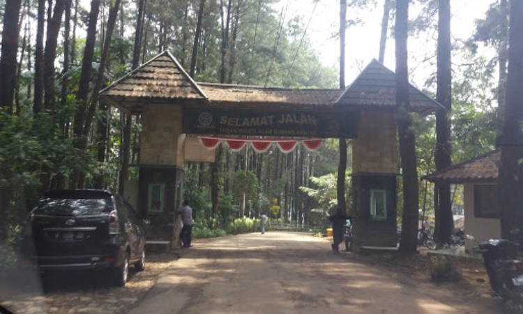 Harga Tiket Hutan Pinus